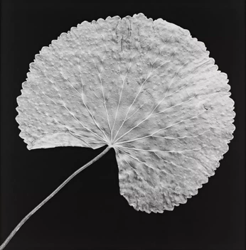 A cover of "bio" cluster. The owner is elvagrac. The cluster consists of 24 elements.