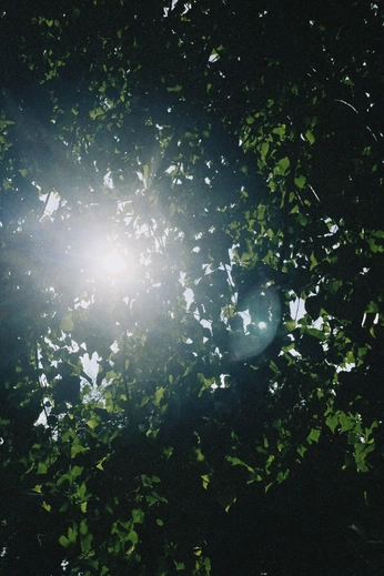 A cover of "fy" cluster. The owner is maraomapao. The cluster consists of 8 elements.