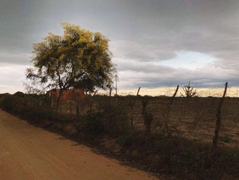 A cover of "🌵Paraíba | Brazil 🇧🇷" cluster. The owner is gilmar. The cluster consists of 38 elements.