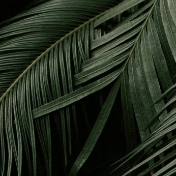 A cover of "Plants" cluster. The owner is sebwstien. The cluster consists of 32 elements.