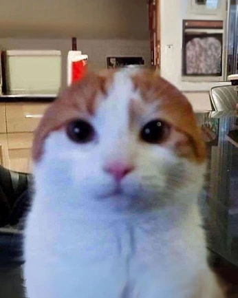 A cover of "kitties :3" cluster. The owner is monkdream. The cluster description is "not serious cats for your frontal lobe". The cluster consists of 39 elements.