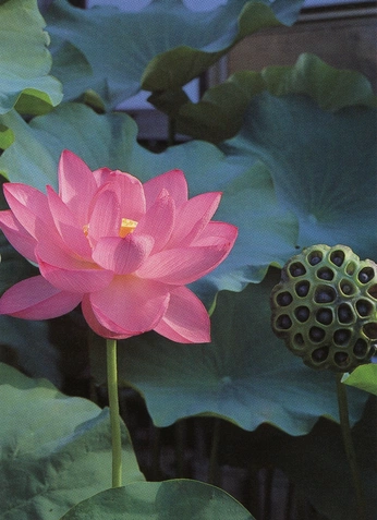 A cover of "lotus" cluster. The owner is kikissdoll. The cluster consists of 14 elements.