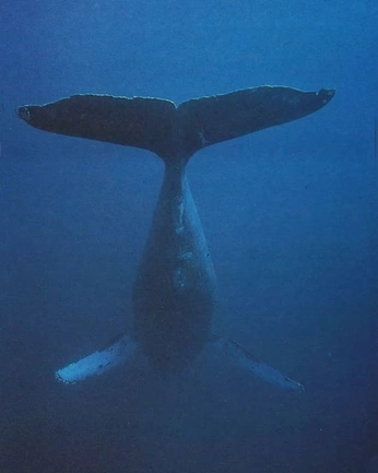 A cover of "Art Nature" cluster. The owner is loukalu. The cluster consists of 30 elements.