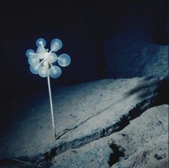 A cover of "biolumen" cluster. The owner is saachip. The cluster consists of 13 elements.