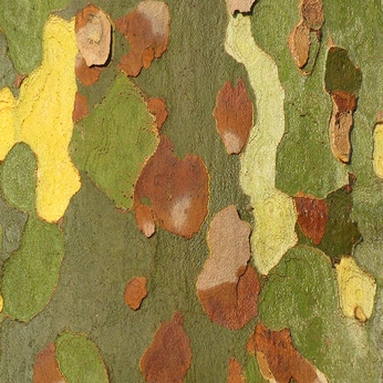 A cover of "Live the nature" cluster. The owner is julesqu. The cluster consists of 76 elements.