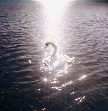 A cover of "swan lake" cluster. The owner is dodolooking4insp. The cluster consists of 4 elements.