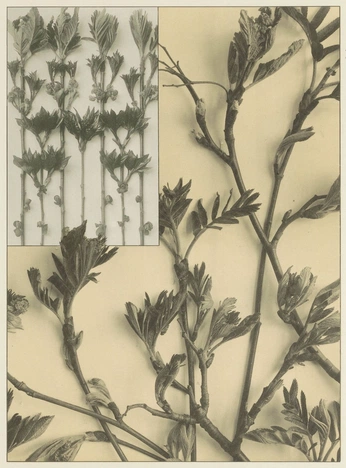 A cover of "fri.mb.2" cluster. The owner is lunerle. The cluster consists of 7 elements.