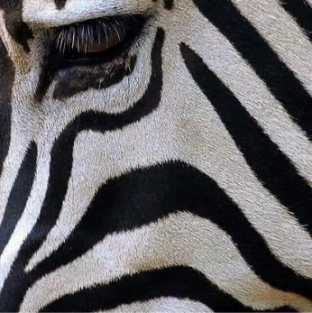 A cover of "Animals" cluster. The owner is kalipso23. The cluster consists of 7 elements.