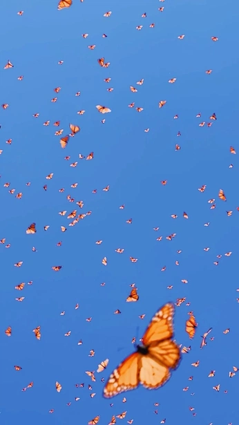 A cover of "Fireworks" cluster. The owner is tina16. The cluster consists of 548 elements.