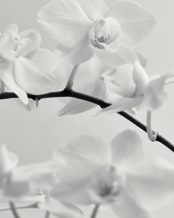 A cover of "wowies" cluster. The owner is atone.beauty. The cluster consists of 16 elements.