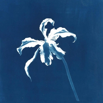 A cover of "cyanotypes" cluster. The owner is oranjay.y. The cluster consists of 13 elements.