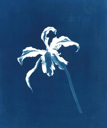 A cover of "Design Portfolio Website" cluster. The owner is allisondai. The cluster consists of 42 elements.