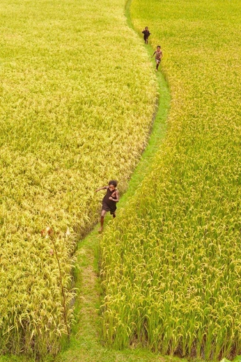 A cover of "Clover" cluster. The owner is lokiisthree. The cluster consists of 21 elements.