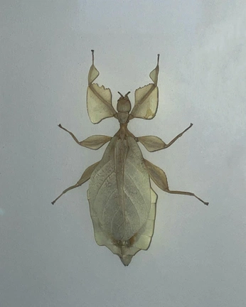 A cover of "Insects" cluster. The owner is cosmos.leaf. The cluster consists of 23 elements.