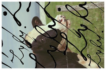 A cover of "cows" cluster. The owner is earthmover. The cluster consists of 3 elements.