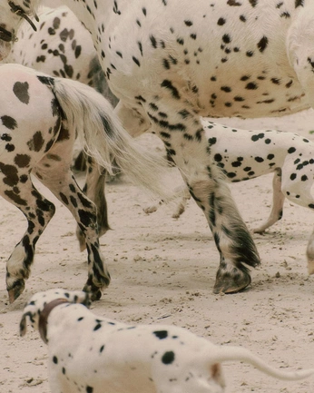 A cover of "animals" cluster. The owner is fridapeople. The cluster consists of 18 elements.