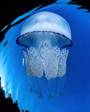 A cover of "FISH" cluster. The owner is butchgarfield. The cluster consists of 3 elements.