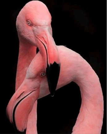 A cover of "Birds" cluster. The owner is saraflatten. The cluster consists of 4 elements.