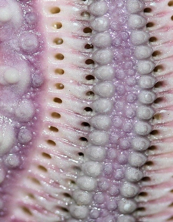 A cover of "Close up photography" cluster. The owner is katylavender. The cluster consists of 3 elements.