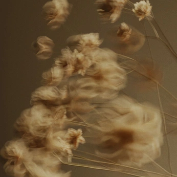 A cover of "Flores" cluster. The owner is ggglkj. The cluster consists of 2 elements.