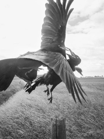 A cover of "gleaners broad" cluster. The owner is mcsummer. The cluster consists of 81 elements.