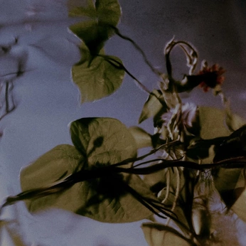 A cover of "now summer has gone." cluster. The owner is em.em. The cluster consists of 50 elements.