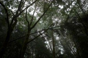 Geraldine Silva avatar