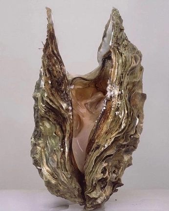 A cover of "Pearl" cluster. The owner is sustainablyyou. The cluster consists of 7 elements.