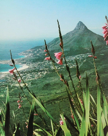 A cover of "Caoe town" cluster. The owner is christelene. The cluster consists of 29 elements.