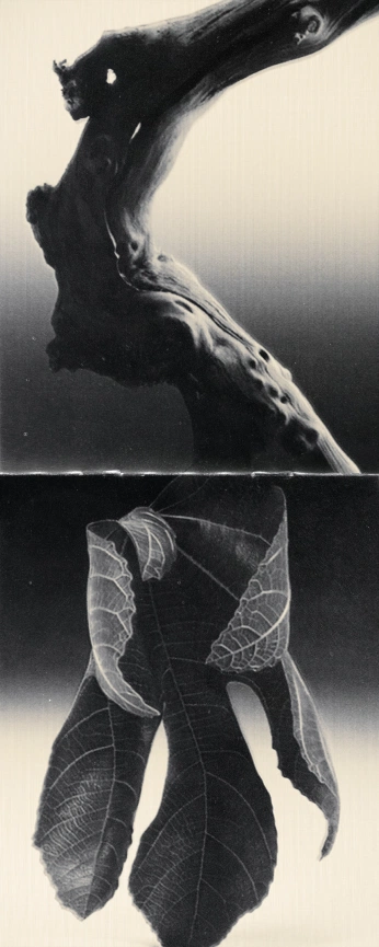 A cover of "Tinker" cluster. The owner is cosmicvisibility. The cluster consists of 179 elements.