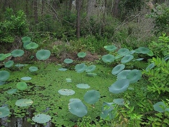 A cover of "Nature" cluster. The owner is alxk. The cluster consists of 8 elements.