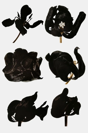 A cover of "julia" cluster. The owner is jjusemy. The cluster consists of 4 elements.