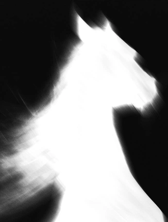 A cover of "Horse" cluster. The owner is eloybown. The cluster consists of 21 elements.