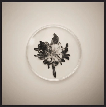 A cover of "Eart" cluster. The owner is lifeofvega. The cluster consists of 6 elements.