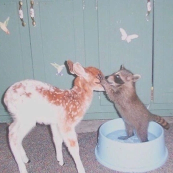 A cover of "Memes" cluster. The owner is worldsninja. The cluster consists of 3 elements.