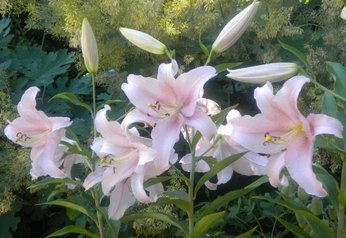 A cover of "Flowers 🪻🪷" cluster. The owner is r3nee. The cluster consists of 2 elements.