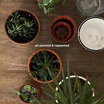 A cover of "plants" cluster. The owner is nanao. The cluster consists of 3 elements.