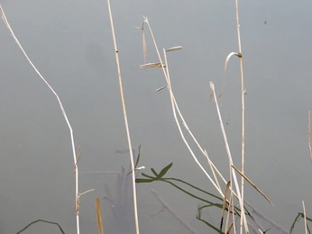 A cover of "colors" cluster. The owner is enova. The cluster consists of 4 elements.