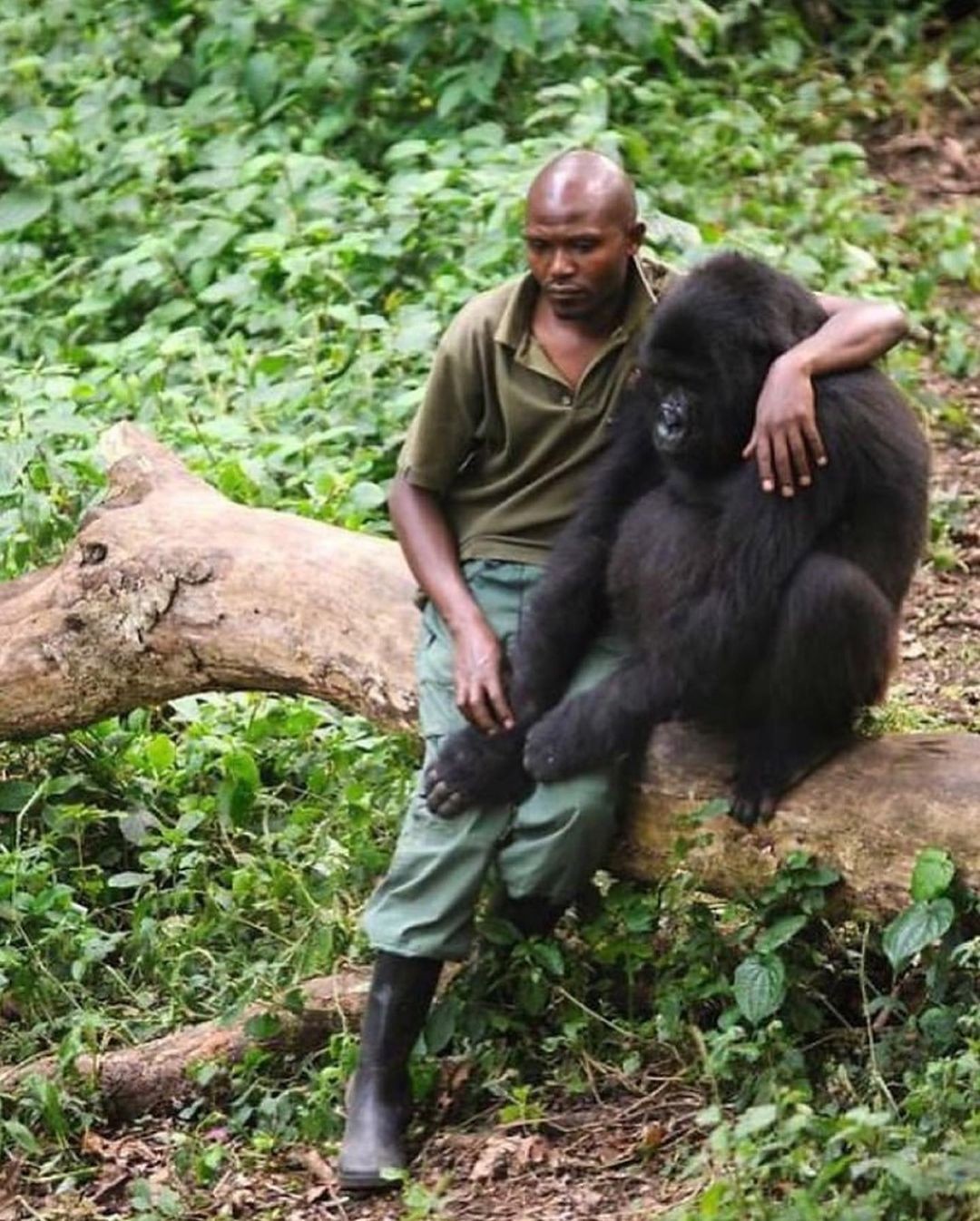 An Instagram  post added on Jan 24, 2024. The author is @mignonettetakespictures. May present: fauna, virunga national park, plant, primate, organism.