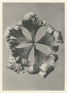 Karl Blossfeldt’s Urformen der Kunst (1928)