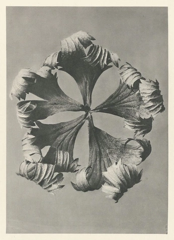 A cover of "prints" cluster. The owner is irena.jpg. The cluster consists of 1 element.