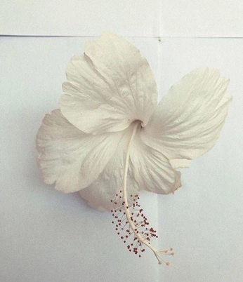 A cover of "Wēihuā (卫花) My OC" cluster. The owner is ms.w31rdg1rl. The cluster consists of 224 elements.