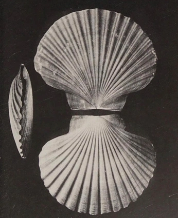 A cover of "🐚🐚🐚" cluster. The owner is cadielm. The cluster consists of 8 elements.