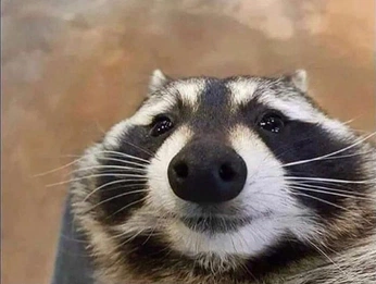 A cover of "silly animals" cluster. The owner is cl6ra. The cluster consists of 40 elements.