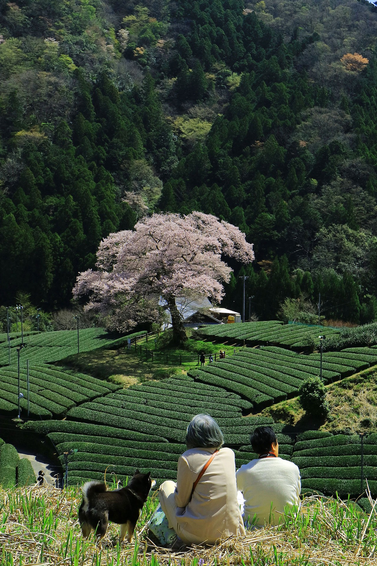 The Ushiro no Mizume-zakura cherry tree in Shimada, Japan. Photo by keikifuse.