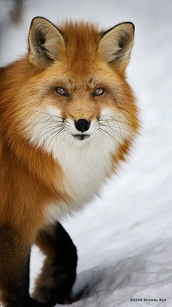 A cover of "Fox" cluster. The owner is scottishimo. The cluster consists of 38 elements.