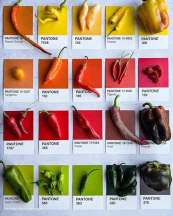 A cover of "Hot Sauce" cluster. The owner is saonguyen. The cluster consists of 8 elements.