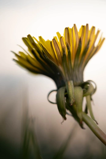 A cover of "lighting" cluster. The owner is endianess. The cluster consists of 1 element.