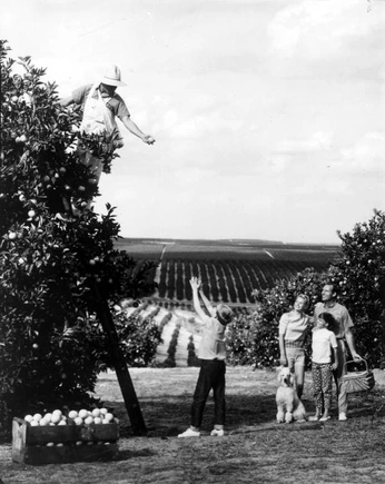 A cover of "Citron Colllages" cluster. The owner is doodleshoog. The cluster consists of 152 elements.