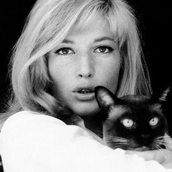 A cover of "raining cats & dogs" cluster. The owner is sadiemaya. The cluster consists of 71 elements.